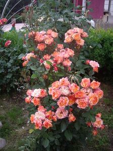 IMGP0887