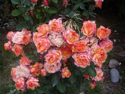 IMGP0888