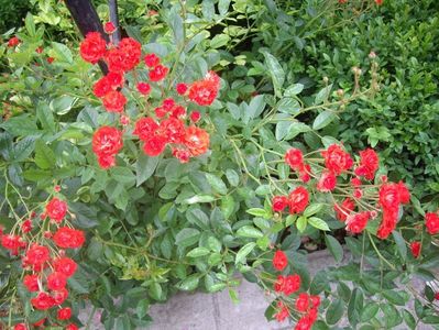 IMGP0892