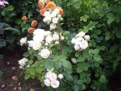 IMGP0893