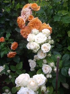 IMGP0894