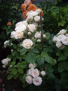 IMGP0895