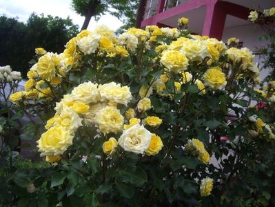 IMGP0896