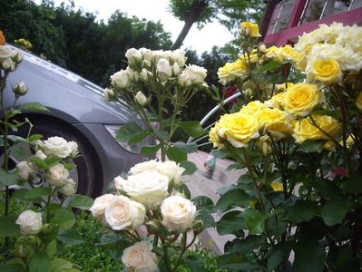 IMGP0897