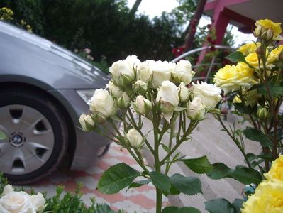 IMGP0898