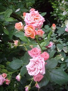 IMGP0899