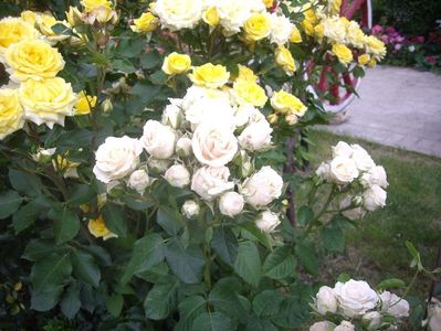 IMGP0900