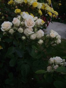 IMGP0901