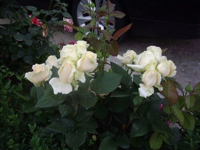 IMGP0903