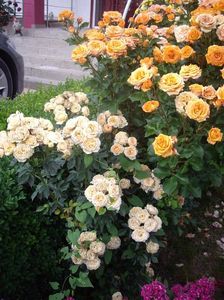 IMGP0904