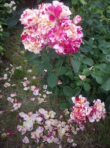 IMGP0905