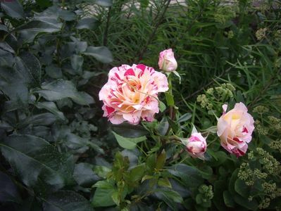 Rose de Cisterciens