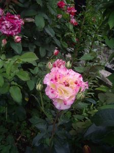 IMGP0914