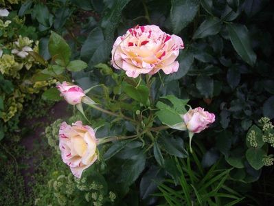 IMGP0915