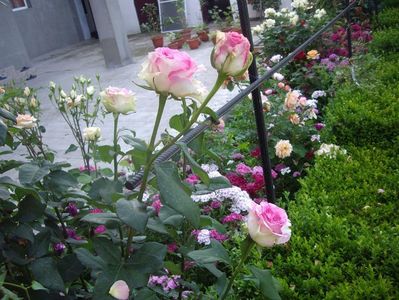 IMGP0942