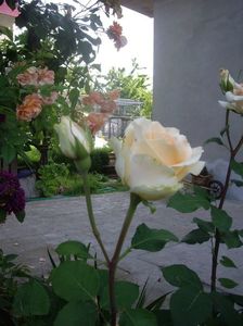 IMGP0944