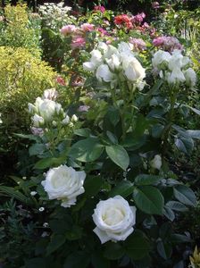 IMGP0978