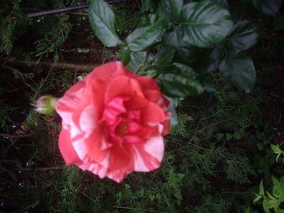 IMGP0873
