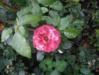 IMGP0874