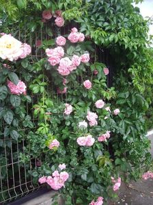 IMGP0908