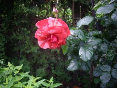 IMGP0922