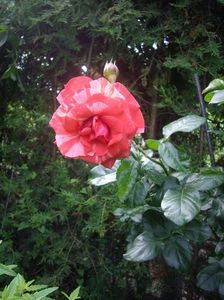 IMGP0923