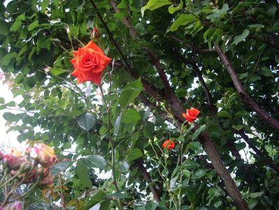 IMGP0924