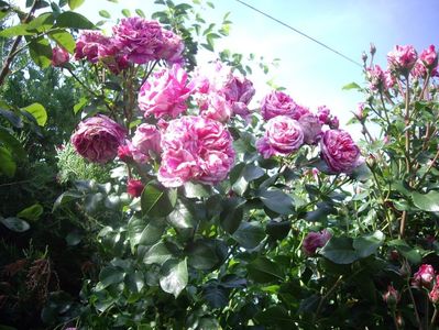 IMGP0927