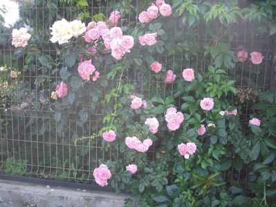 IMGP0930