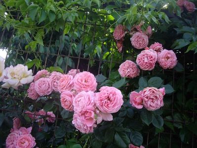 IMGP0931