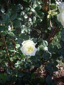 IMGP0934