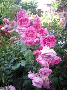 IMGP0937