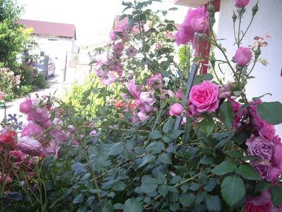 IMGP0941