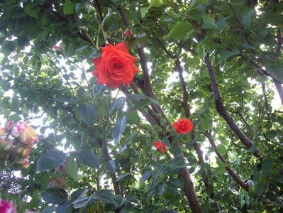 IMGP0973