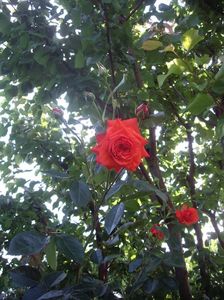 IMGP0974