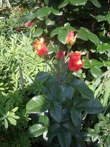 IMGP0976