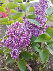 liliac sensation 20170422_163644