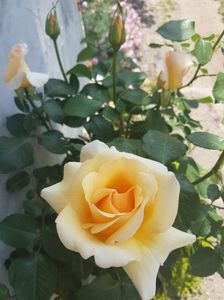 trandafir casanova 20170520_132042