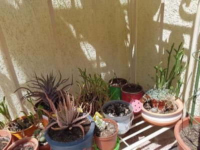 Etajera cu cactusi- parter