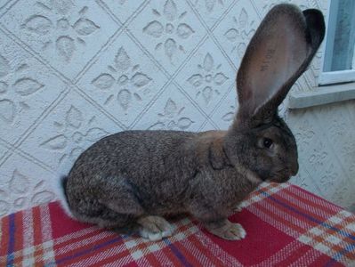 Mascul (5 luni)
