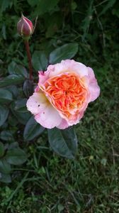 G. Desjean