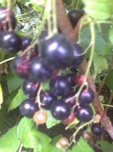 Coacaz negru Diana,12.06.2017