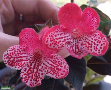 kohleria Queen Olympus poza preluata de pe net