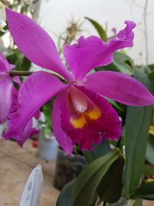 Cattleya - 45 lei; Fara flori
