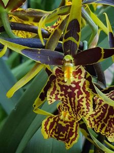 Brassia Mystic Maze - 45 lei; Fara flori
