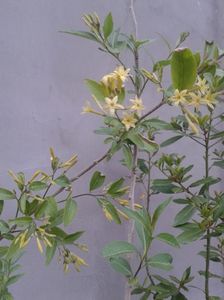 cestrum parqui