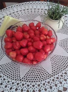 rhipsalis aranjament