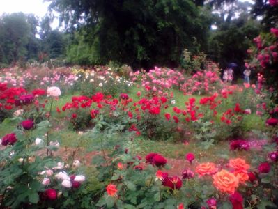 ; Gradina botanica București iunie 2017.

