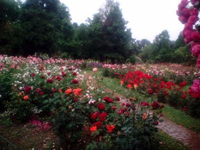 ; Gradina botanica București 2017.
