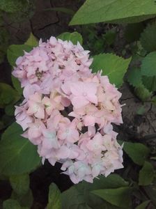 hortensie roză